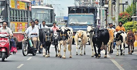 Odisha government to crack down on people letting cattle on roads