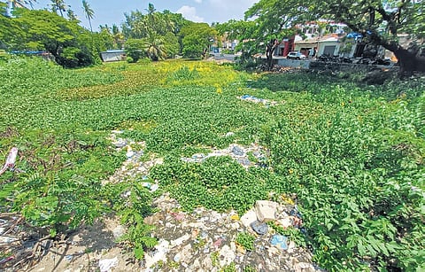 Water hyacinths and garbage have covered the stretch of Parvathy Puthanar near Vallakadavu owing to lack of regular cleaning.