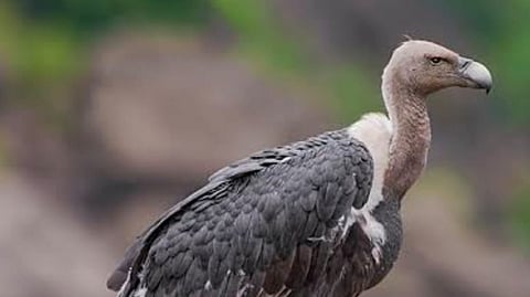 White-Rumped Vulture.