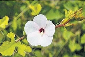 Images of plant species found during field surveys in sacred groves.