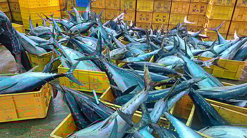 The policy is being prepared by the Fisheries department with the help of former advisor to the Ministry of Earth Sciences V Sampad.