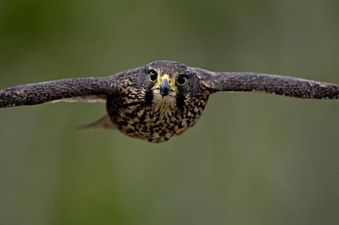 Kārearea, the Indigenous Māori name for the New Zealand falcon, was crowned Bird of the Year on Monday.