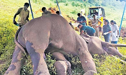 Captive elephant Venkatesh died of stomach lesions, reveals postmortem