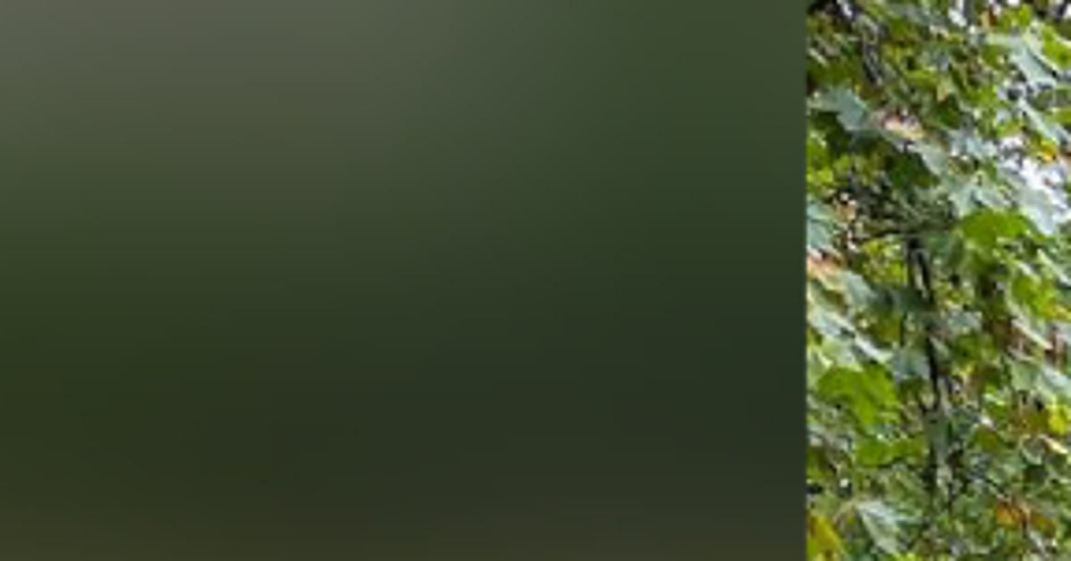 The New Indian Express - Other - News Image