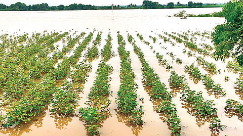 An inundated field in Sonna village of Jewargi taluk in Kalaburagi district.