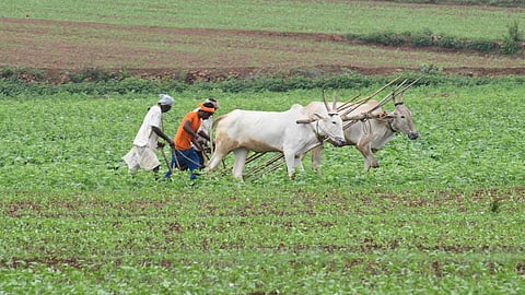 Small-holding Indian farmers produce the majority of rice, making the country the world's largest rice exporter. 