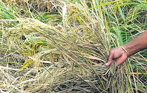 Brown planthopper infestation spreads in kuruvai paddy fields, farmers issued advisory