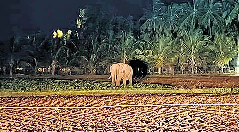 The wild elephant spotted at a grove at Ichukkuli near Devarayapuram.