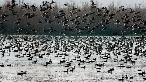 Migratory birds.