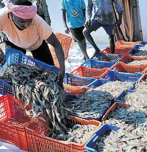 Post US tariff, seafood exporters look to China, Japan but price gets a hit