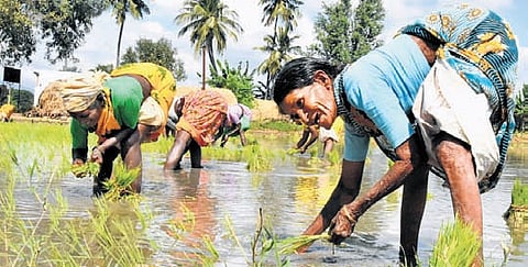 Paddy, the State’s major Kharif crop, dominated the sowing pattern, surpassing the seasonal average of 14.87 lakh hectares and achieving 101 per cent of the target.