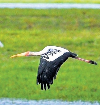 Guwahati Diary | Painted Storks return to Kaziranga National Park