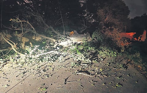 The tree that fell on two two-wheelers, killing a woman and grievously injuring a man, in Soladevanahalli on Sunday evening 