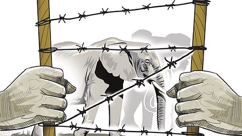 Scientists surveyed 507 households across Karnataka and Kerala and found that commonly used barriers caused the unintended harm to elephants.