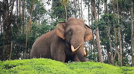 In the last decade, between 2015-16 and 2024-25, 842 elephants died in the state, which included 111 in deliberate electrocution