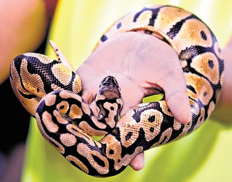 Exotic wildlife is often trafficked from Thailand, Malaysia, and Indonesia to meet the growing demand in India’s pet market. (Representative image)