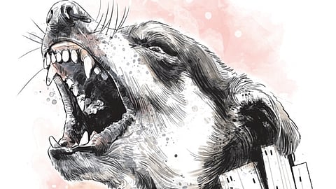 Stray dog attack victim goes under knife to reattach ear