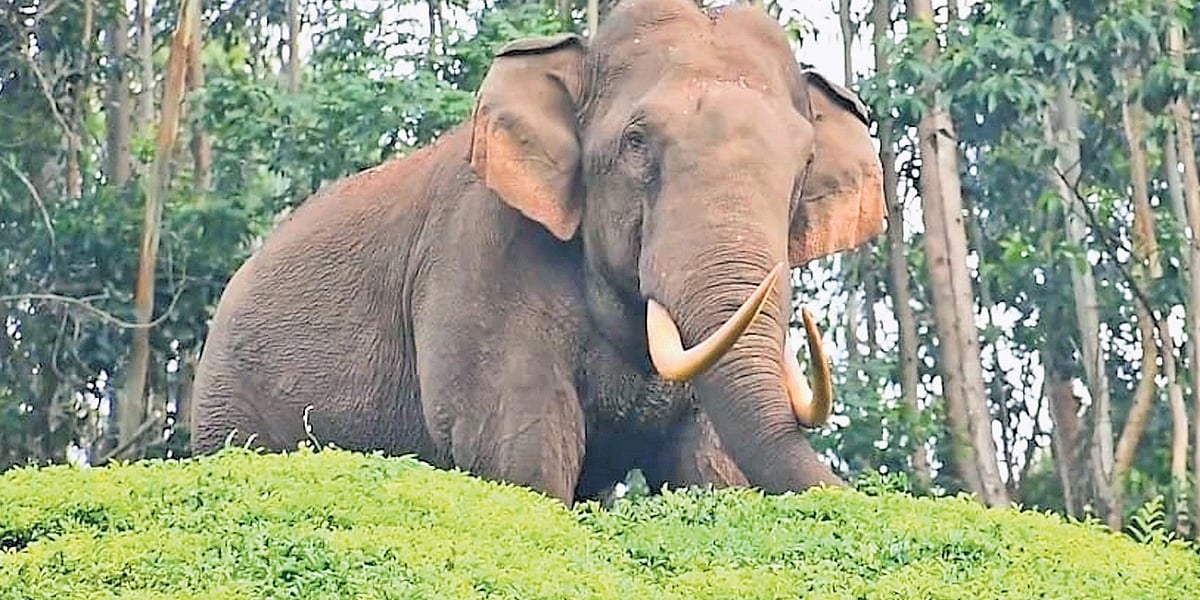 TN's wild elephant population sees steady growth, reaches 3,170
