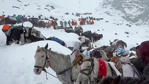 Villagers with their oxen and horses ascend the mountain during rescue efforts to reach hundreds of hikers trapped by heavy snow at tourist campsites on a slope of Mount Everest in Tibet on Sunday, Oct. 5, 2025.