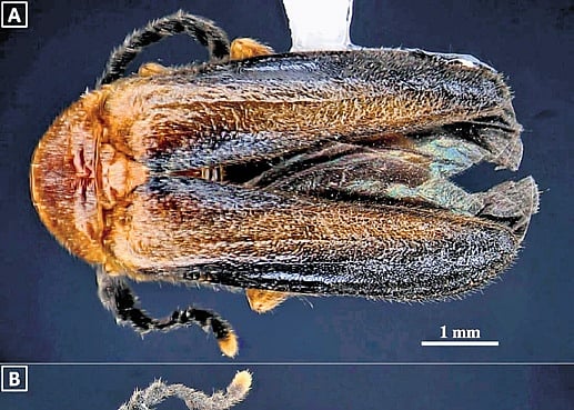 Lamellipalpodes kurumba