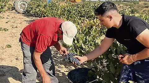 The Crespo family harvesting grapes for wine