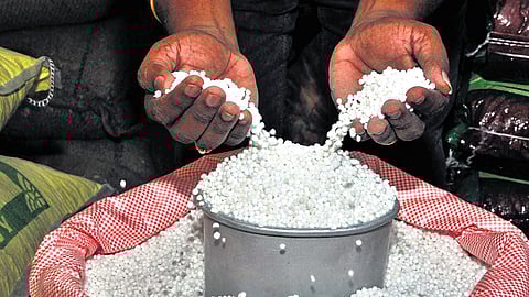 Sago prices have fallen from `50/kg last season to `37/kg 