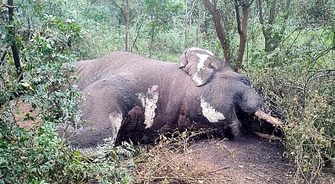 There were less chances for poaching since the tusks were intact, and poisoning has also been ruled out since maggots had been formed throughout the carcass. 