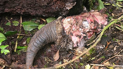 Five year old Nilgiri tahr was preyed on by a tiger at Mukurthi forest range.