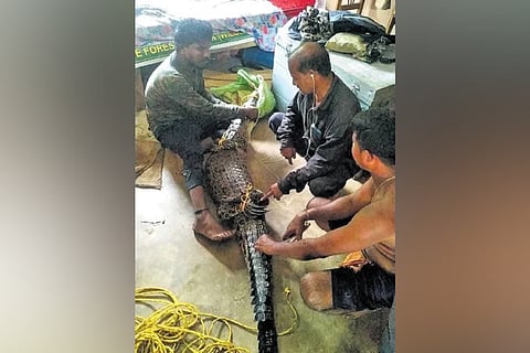 In the morning, some villagers spotted the female crocodile in the pond and informed the local forest officials.