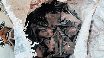 Acting on a tip-off, forest officials intercepted the auto on NH-55 near Kapursingh at around 4 pm and on searching the vehicle found the bats packed in two bags. 