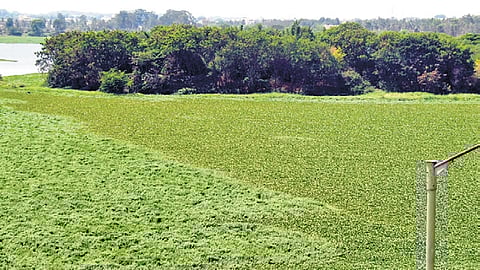 A view of Hebbal tank in Bengaluru 