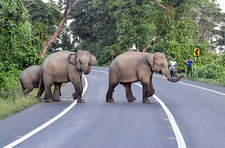 Elephant deaths in Jharkhand's Chaibasa raise concern as officials probe unexplained pattern