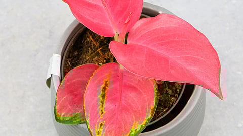 Pink Aglaonema