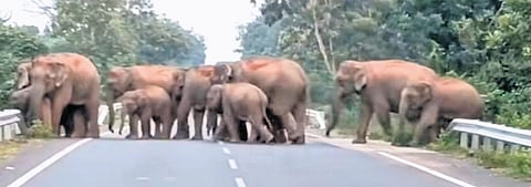The elephant herd crossing the Athagarh-Munduli road near Dalakhai temple on Tuesday evening 
