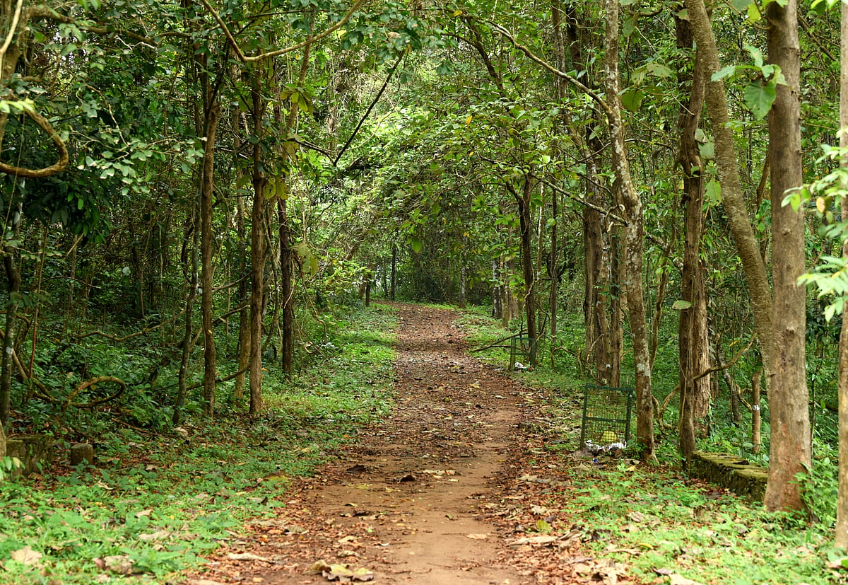 Telangana forest dept eyes Rs 1,270 cr loan for comprehensive development