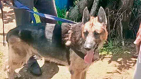 A pawsome cop to the rescue