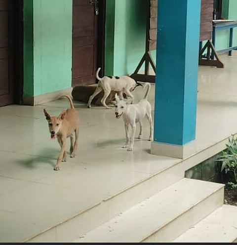 Dogs roaming freely in the Kililmanoor government LP school premises