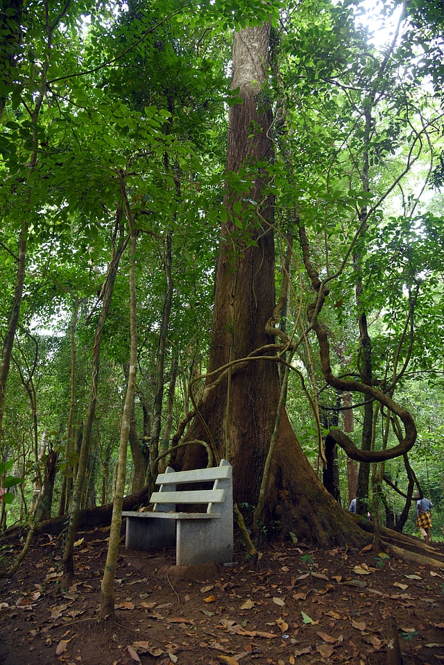 One of the benches set up for tourists