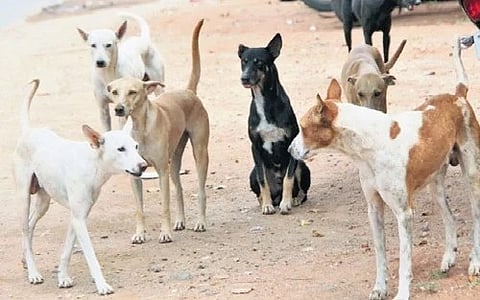 The impending election declaration is expected to further delay and disrupt the overall stray dog management initiatives.