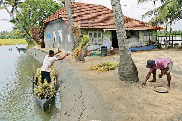 A farmer throws a sheaf of pokkali ashore, at a collection point