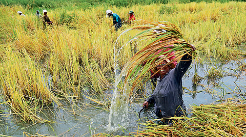 A woman harvests pokkali crop at a field in Ezhikkara