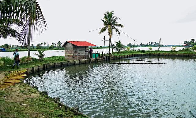 A pokkali enclosure in Ezhikkara