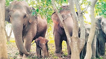 The Rayala Elephant Reserve corridor, which connects Koundinya Wildlife Sanctuary and Sri Venkateswara National Park, currently supports a population estimated between 50 and 60 elephants. 