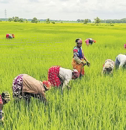 ICAR to revive 5-yr plan to achieve ‘Vision 2047’ goals