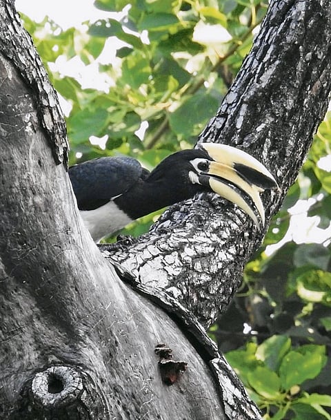 Avians can teach us the value of the world