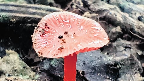 Kawal’s new resident is a newly 
discovered mushroom