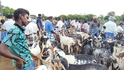 The cattle at the Ettayapuram cattle shandy here on Saturday. 