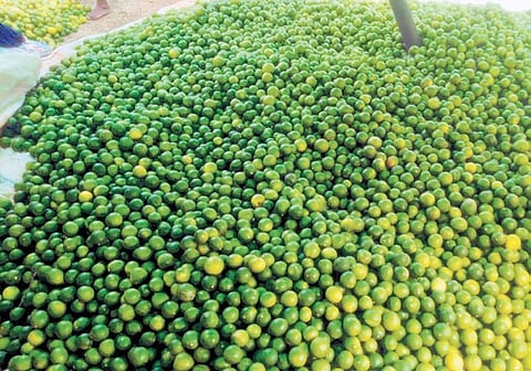 Farmers hit hard by steep drop in lemon prices in Telangana