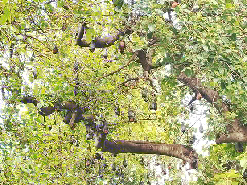 Bats roosting in the banyan tree in Perambur  