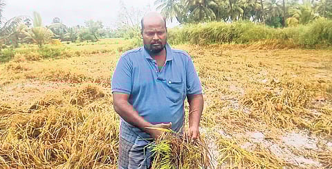 A farmer showing paddy crops damaged due to heavy rain in Thanjavur.